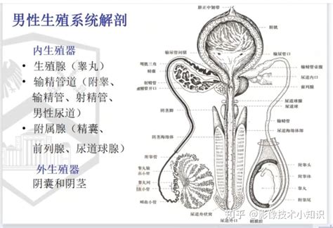 男人生殖|男性生殖系统